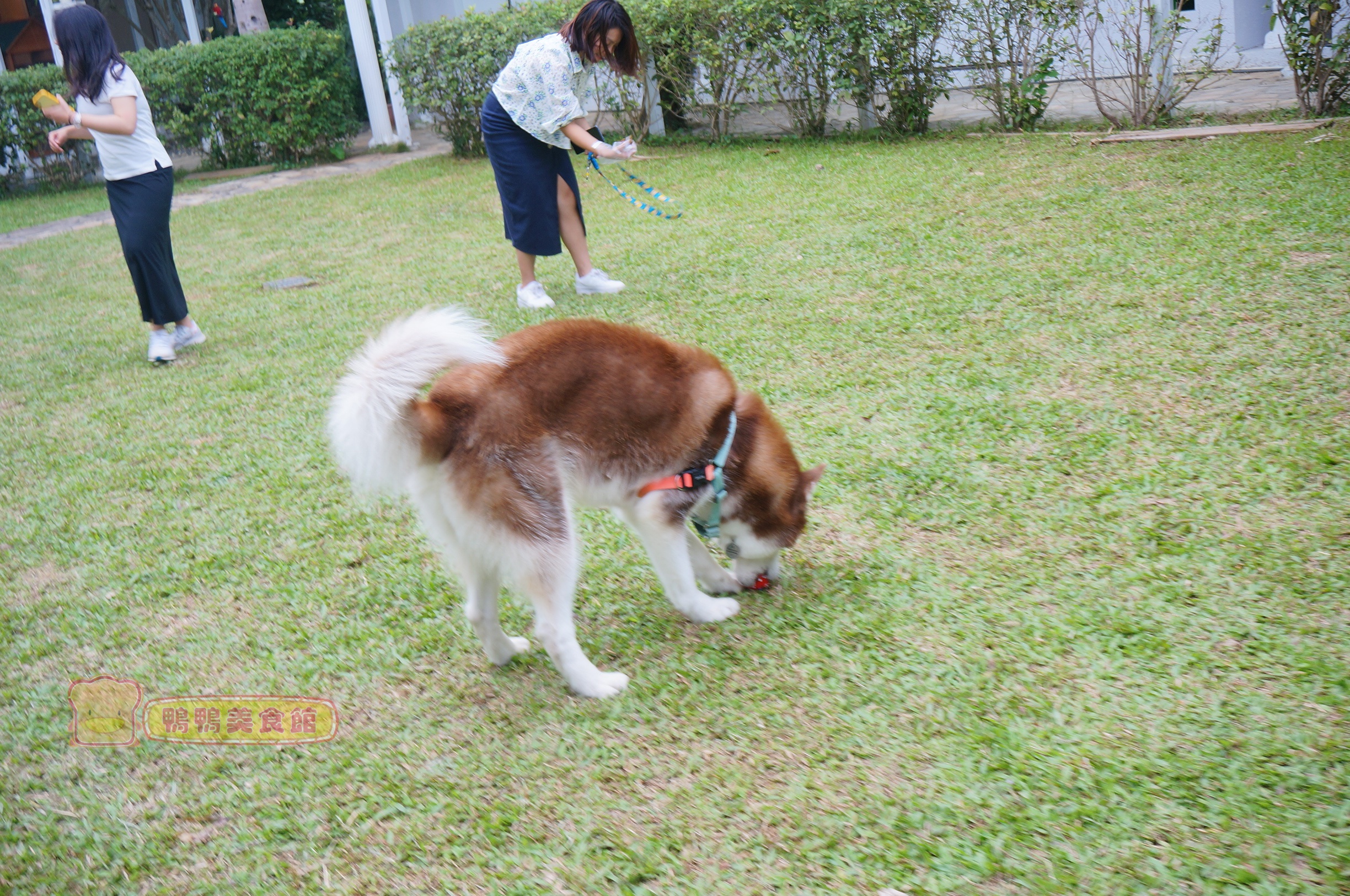 4 新北土城 我們的家休閒農場 寵物奔跑 親子友善 花園廣場包場聚會多功能好去處